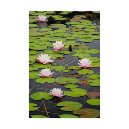 Michael Blanchette Photography 'Lily Cluster' Canvas Art,12x19